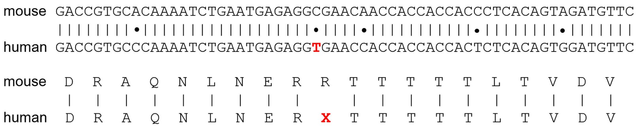 Mutant human sequence swapped into the mouse gene to introduce the R245X mutation
