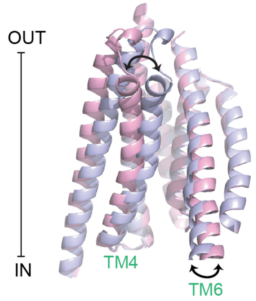 Possible gating motion of TMC1