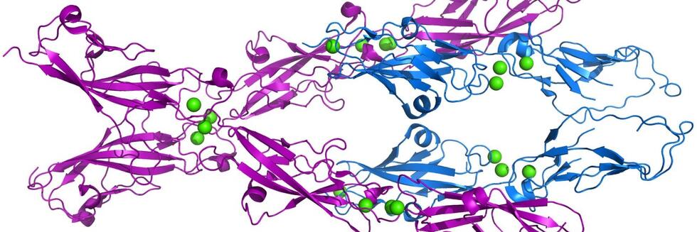 X-ray crystal structure of the bond between PCDH15 (magenta) and CDH23 (blue)
