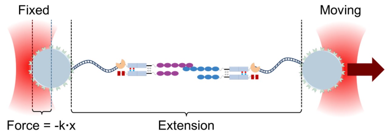 Schematic of the experimental arrangement