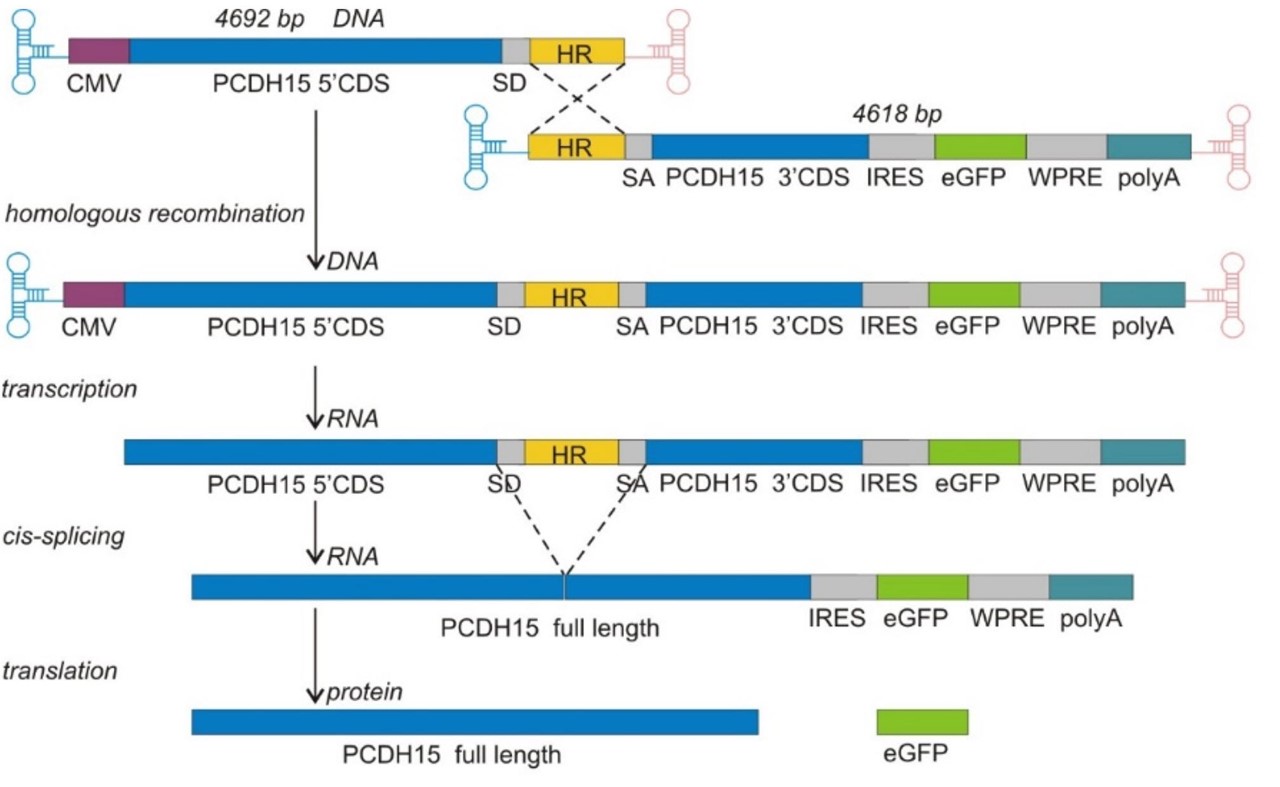 Dual-AAV delivery of a long gene.