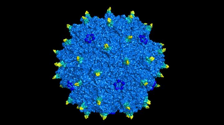 AAV Structure